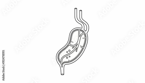 Schematic Diagram of Human Stomach Anatomy - Medical Illustration