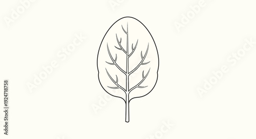 Simple line drawing of a spinach leaf, isolated on a light background.