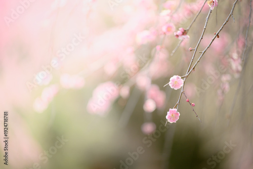 梅の花