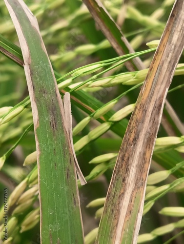 Принти на полотні Close-up of rice sheath blight disease (Rhizoctonia solani) on a rice plant leaf in a field