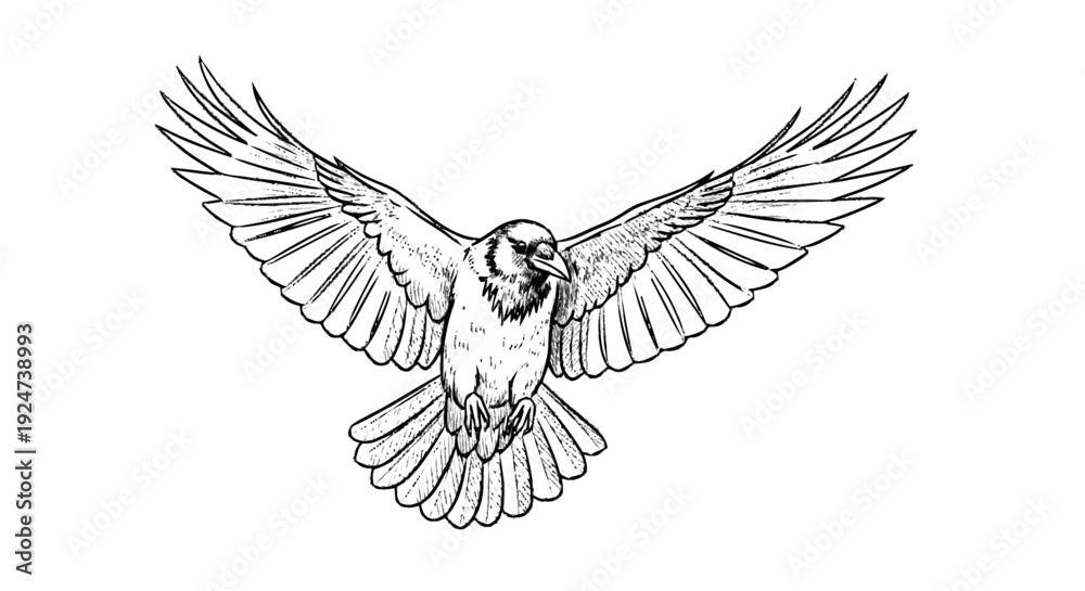 Fototapeta premium Bird Flying with Wings Spread Wide Open.