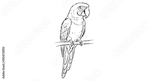 Parrot Sitting on Branch Pencil Drawing.