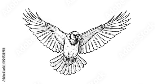 Bird Flying with Wings Spread Wide Open.
