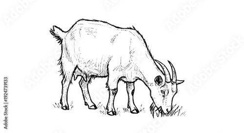 Goat Grazing with Curved Horns and Fur.