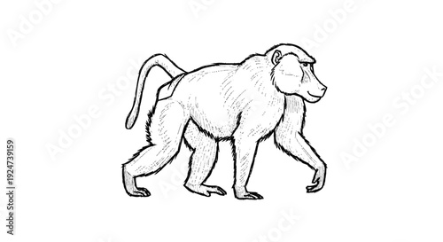 Black and White Monkey Sketch Walking.