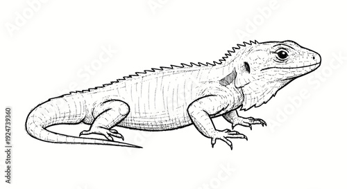 Black and White Illustration of Lizard.