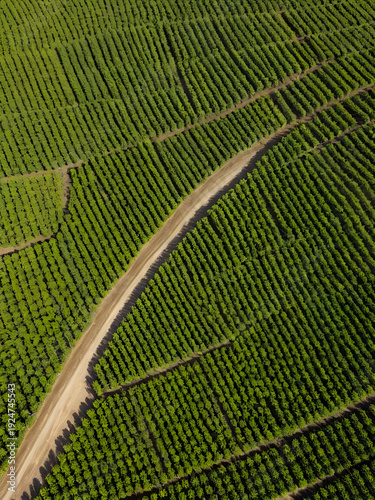 Aerial view of citriculture in Petorca in Chile, South America - plantation of citrus fruits
