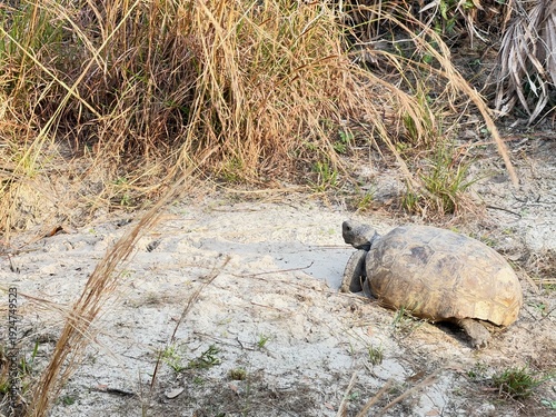 Gopher Tortoise walking to burrow in Florida