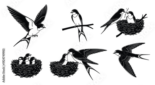 Swallows in flight and nesting a vintage style illustration