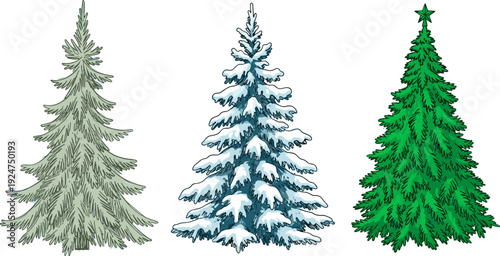 Set of Three Christmas Pine Trees Illustrations, Hand Drawn Conifer Evergreens Isolated on White