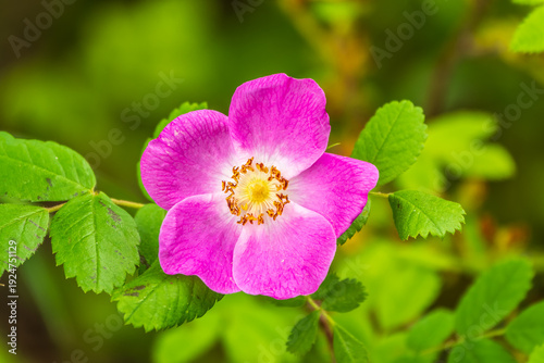 Blooming rosehip flower, beautiful pink flower on a bush branch. Beautiful natural background of blooming greenery.