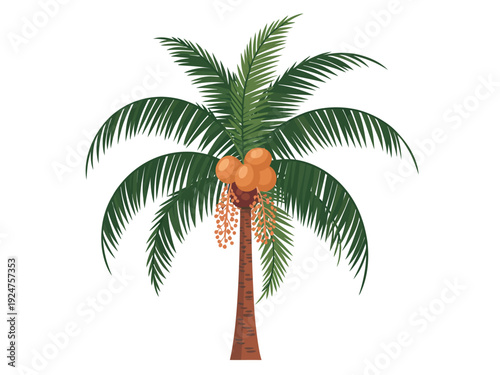 A cartoon style illustration of a palm tree with coconuts and dates.