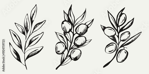 Three olive branches with fruit depicted in a vintage style