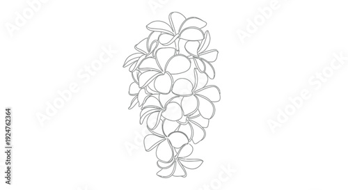Line art illustration of a cascade of plumeria flowers