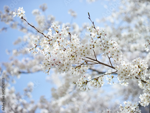 Cherry blossom flowers on branch with soft blue sky background