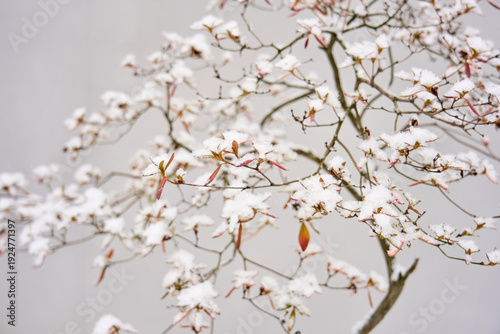 Snow covered cherry blossom branches in early spring