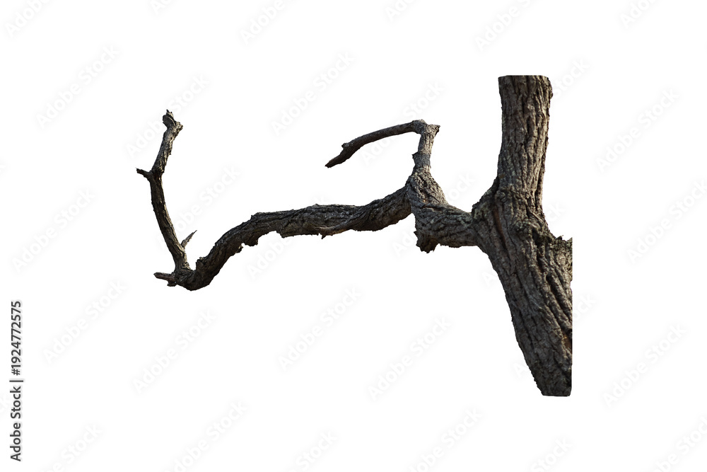 Fototapeta premium Natural branch, single branch, tree branch