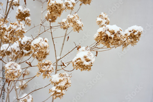 Dried hydrangea flowers covered with fresh snow in winter