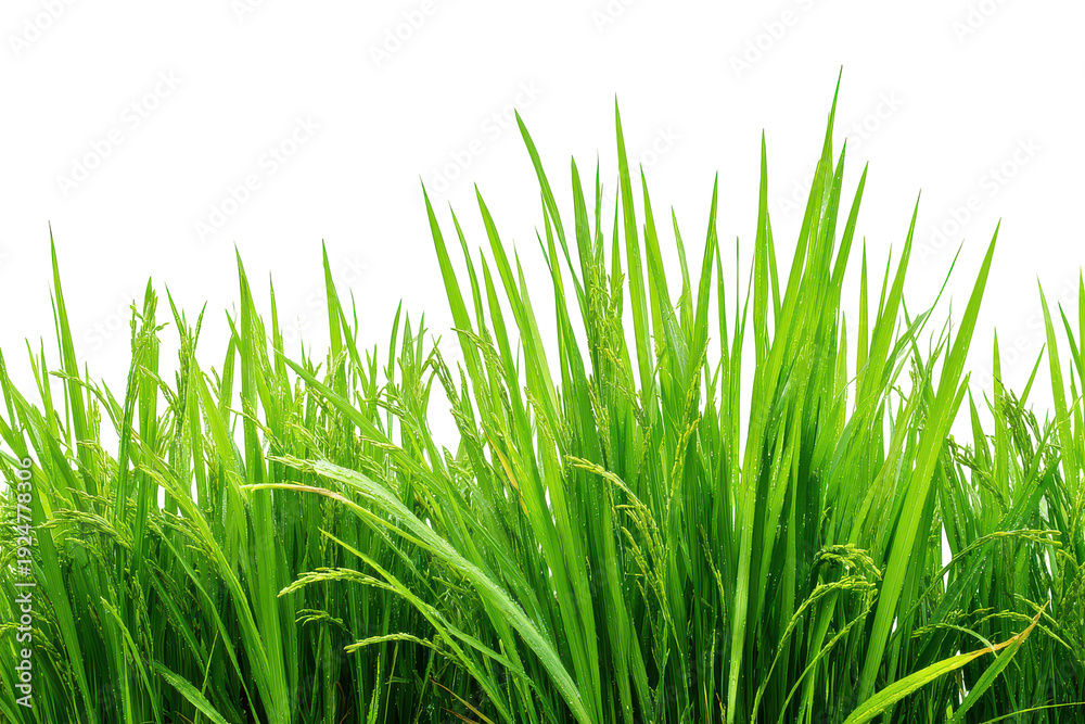 Fototapeta premium Lush green rice field set, isolated on transparent background