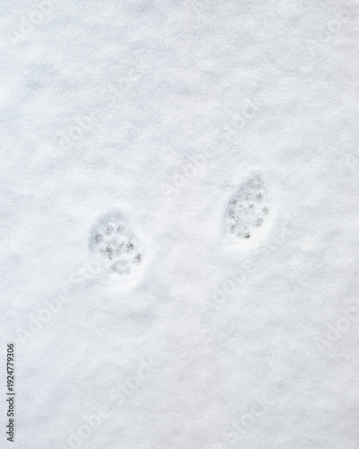 Animal footprints in fresh snow with minimal background