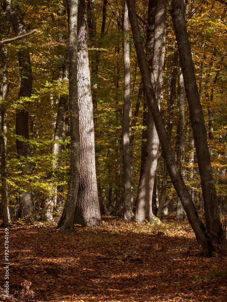 Fototapeta premium Autumn in Romania's forests. Sunlight filters through golden leaves, illuminating tall trees and a carpet of fallen foliage. 
