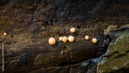 Foto Vibrant orange spherical fruit bodies of Wolf's Milk Slime Mold (Lycogala epidendrum) growing on dark, rotting wood in a damp forest environment
