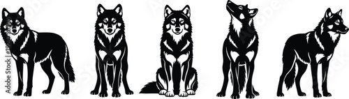 Set of black wolf silhouettes in different poses isolated on a white background for wild animal vector illustration graphic design.