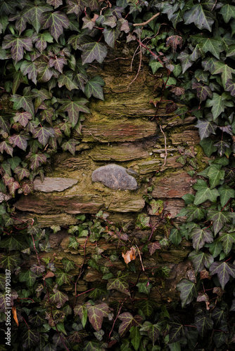 Stone wall covered with plants, leaving a clearing.
