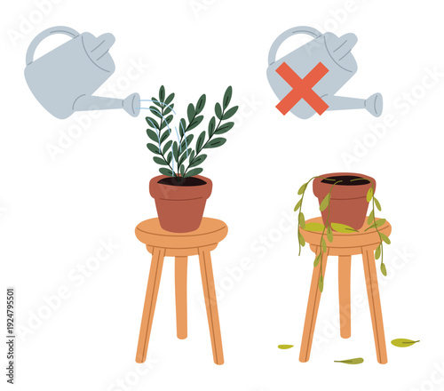 Green houseplant watered and plant that has dried up without water. Caring of ficus in flowerpot. Watering can. Flower cultivation mistake. Succulent growing failure. Vector concept