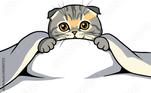 Cute Scottish Fold Cat Peeking Over Edge Gray Paws White Background