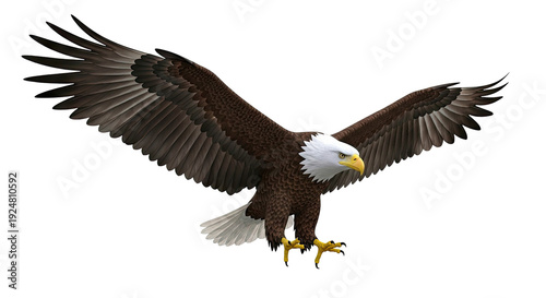 Bald Eagle in flight