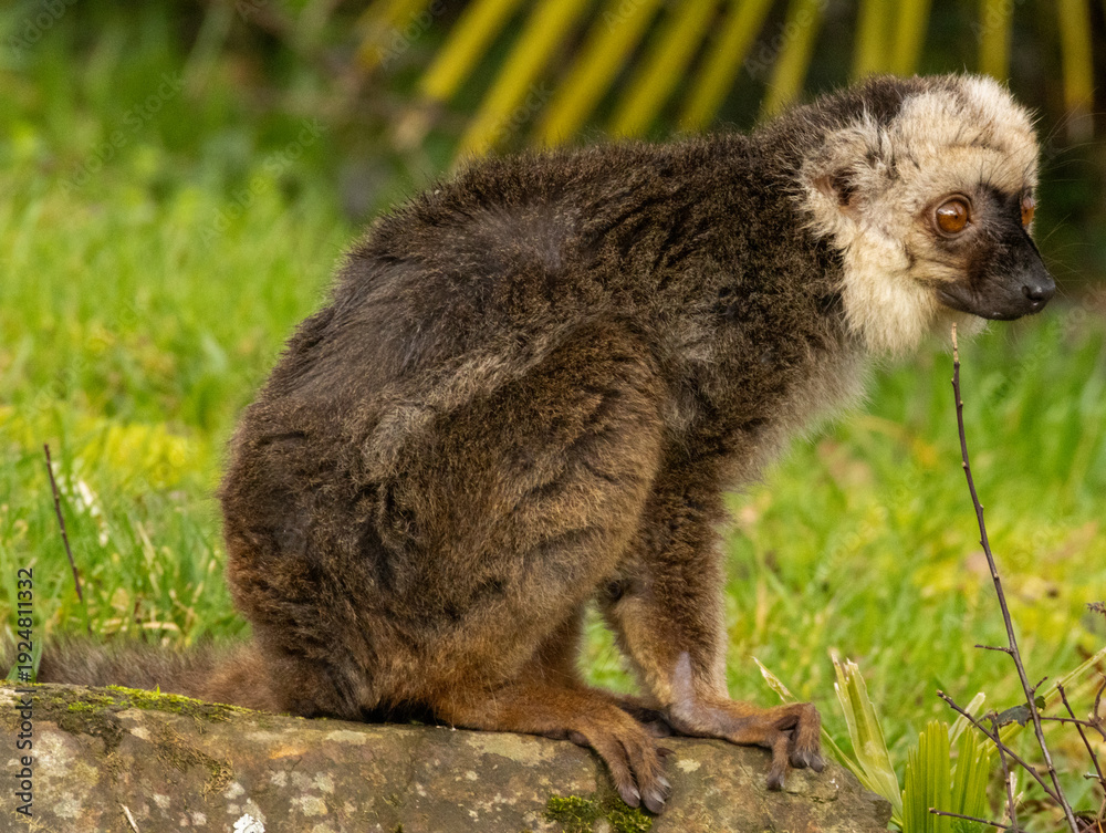 Obraz premium lémur à front blanc