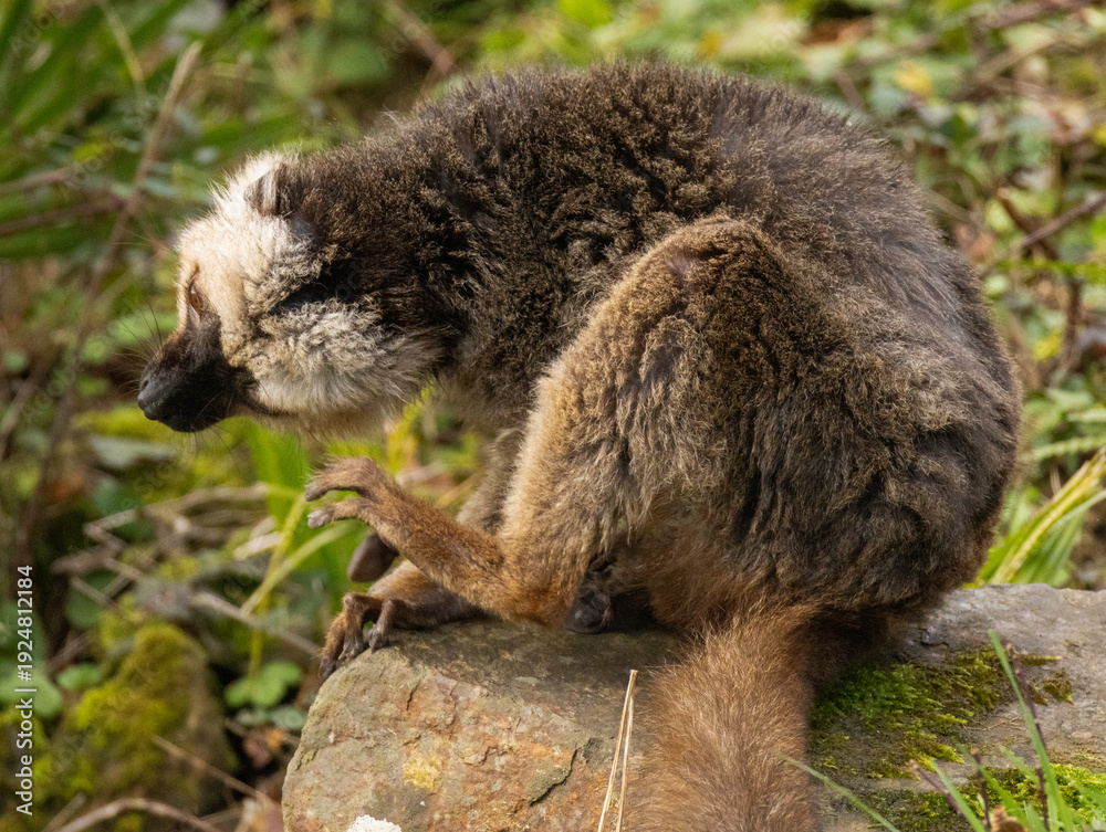 Fototapeta premium lémur à front blanc