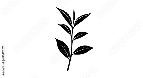 Minimalist Black and White Tea Plant Branch with Leaves - Isolated on White Background