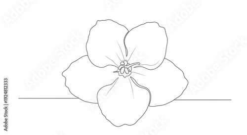 Minimalist single line drawing of a blooming flower with five petals on a white background.