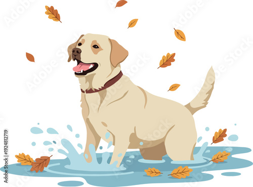Happy Yellow Lab Dog Playing in Water Splashing Autumn Leaves Falling