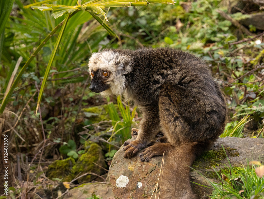 Fototapeta premium lémur à front blanc