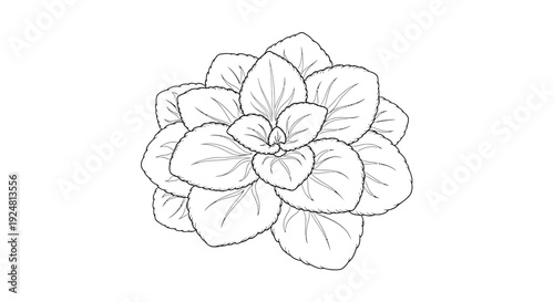 Hand-drawn Oregano Plant Sketch, Culinary Herb Illustration, Organic Food Ingredient, Vector Art