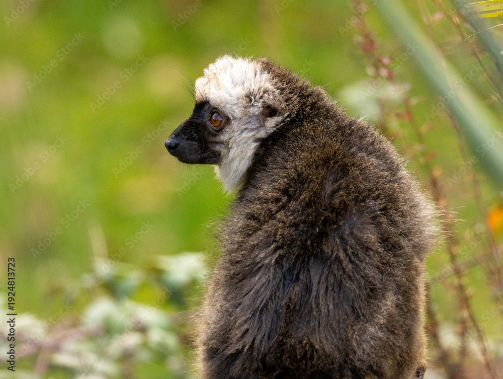Fototapeta premium lémur à front blanc