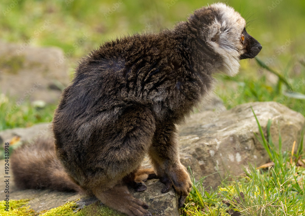 Fototapeta premium lémur à front blanc