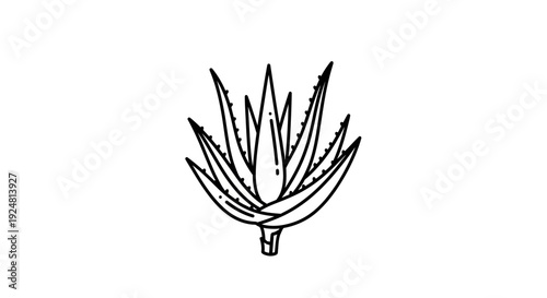 Hand Drawn Aloe Vera Plant Illustration, Minimalist Line Art, Botanical Sketch