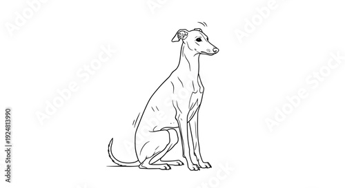 Elegant Greyhound Dog Sitting Gracefully, Line Art Drawing, Minimalist Style