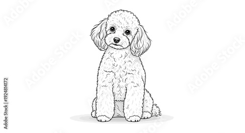 Cute Poodle Dog Sitting Portrait, Black and White Sketch Illustration