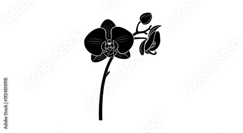 Black silhouette of a blooming orchid flower with buds on a white background