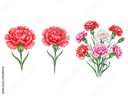 Vector illustration set of red and pink carnation flowers, isolated single blooms and a beautiful bouquet for Mother's Day, floral design elements