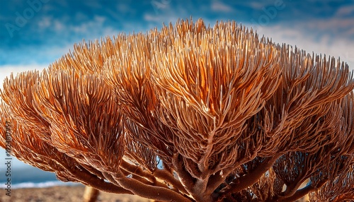 Close Up Of Staghorn Coral