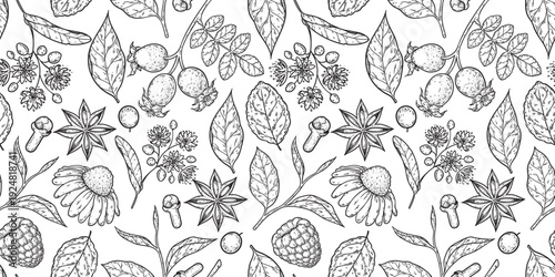 Medicinal herbs seamless pattern. Vector drawing illustration. Engraved style. Herbs and spice background