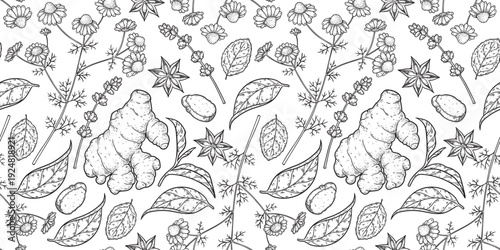 Medicinal herbs seamless pattern. Vector drawing illustration. Engraved style. Herbs and spice background
