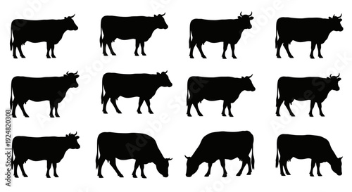 Set of black cow silhouettes in various poses and directions