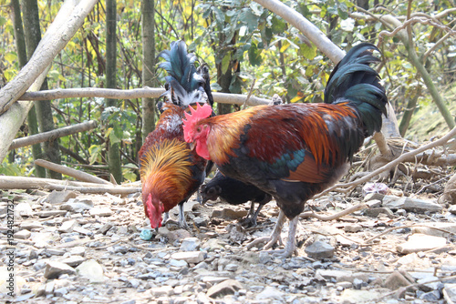 Valokuva Rooster and Hen Foraging on Farm